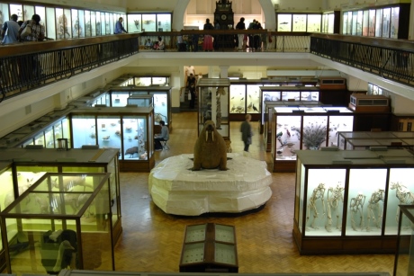 Natural history displays in the museum. (Photo credit: Horniman Museum and Gardens).
